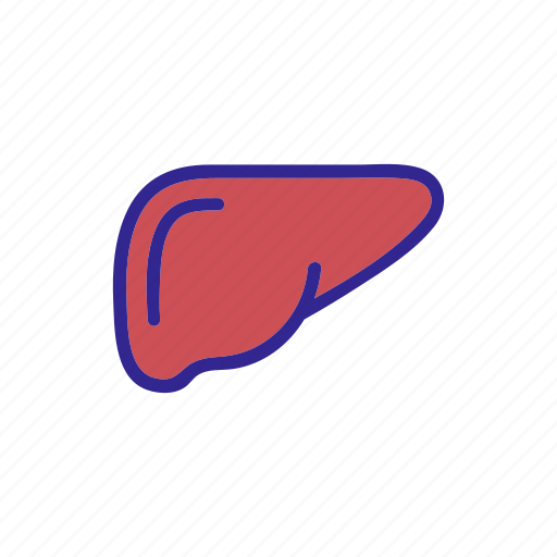Anatomy, brain, human, liver, medical, organ, organs icon - Download on Iconfinder