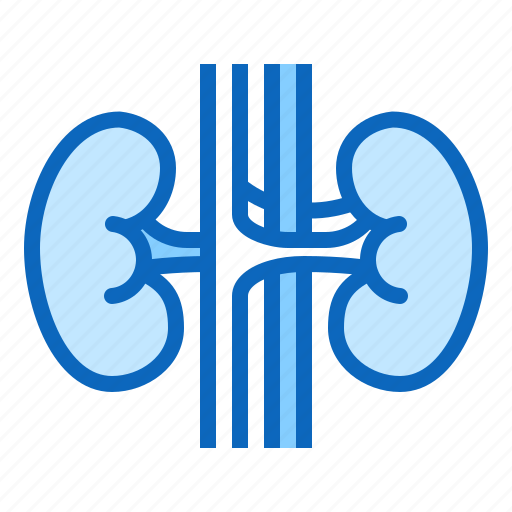Kidneys, nephrology, urology icon - Download on Iconfinder