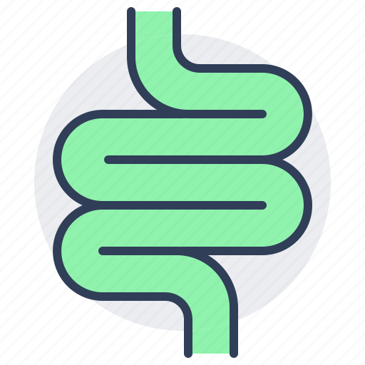 Digestion, intestines, colon, system, organ, guts icon - Download on Iconfinder