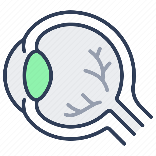 Eyeball, human, organ, eye icon - Download on Iconfinder