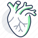 heart, organ, cardiovascular, system, human