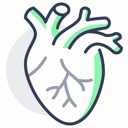 Heart, organ, cardiovascular, system, human icon - Download on Iconfinder