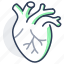 heart, organ, cardiovascular, system, human 