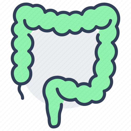 Intestine, digestive, system, human, organ, anatomy icon - Download on Iconfinder