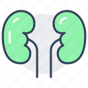 kidney, human, organ, anatomy, body, healthcare
