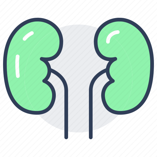 Kidney, human, organ, anatomy, body, healthcare icon - Download on Iconfinder