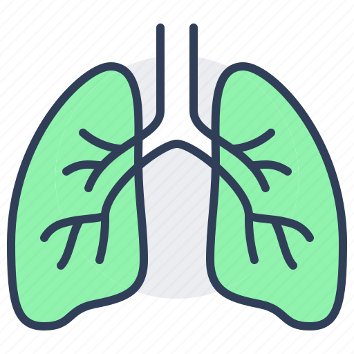 Lung, human, organ, respiratory, system, anatomy icon - Download on Iconfinder