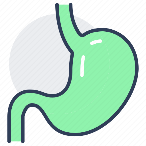 Stomach, human, organ, anatomy, digestive, system icon - Download on Iconfinder