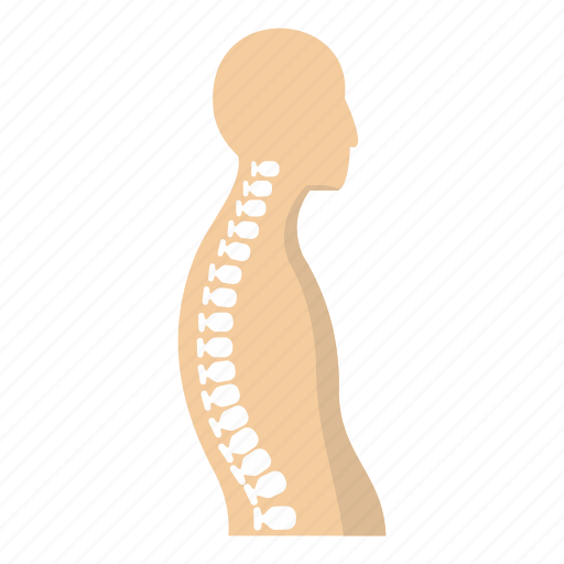 Anatomy, backbone, biology, body, clinic, cure, human spine icon - Download on Iconfinder