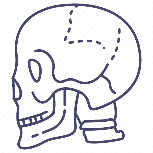 Anatomy, body, bone, face, head, skeleton, skull icon - Download on Iconfinder