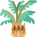 palm, plantation, agriculture, tropical, farm