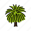 canary, island, date, palm, oil, tree 