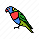 rainbow, lorikeet, parrot, bird, blue, animal
