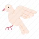 dove, passover, holy week, easter, animal, peace, pigeon, bird