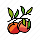 plant, branch, nectarine, peach, fruit, juicy