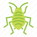 bedbug, insect, aphid, pest, bug