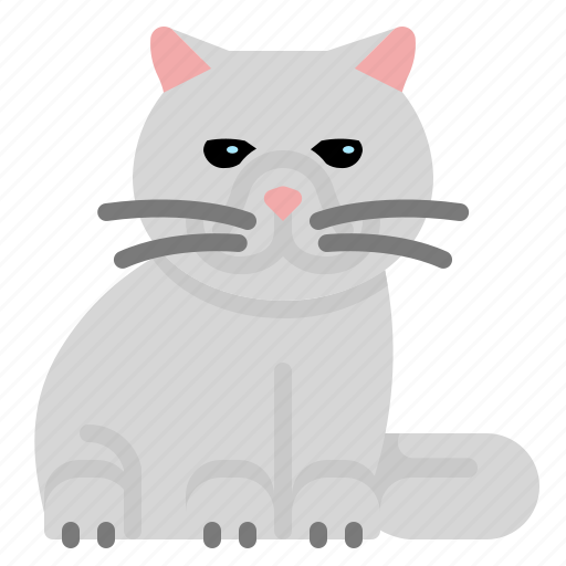 Exotic, shorthair, cat, pet, kittens, animal icon - Download on Iconfinder