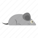 animal, cute, mice, mouse, pet, rat, rodent