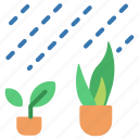 plant, pot, indoor, nature, agriculture, gardening, farming, raining, rain