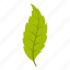 ash, element, leaf, natural, nature, organic, plant 