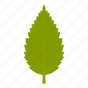 element, hornbeam, leaf, natural, nature, organic, plant