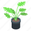 tropical, plant, pot, isometric 