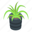 aloe, plant, pot, isometric 