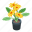 flower, pot, isometric 