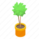 tree, pot, plant, isometric