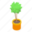tree, pot, plant, isometric 