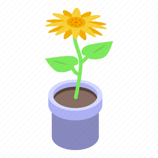 Sunflower, pot, isometric icon - Download on Iconfinder