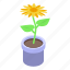 sunflower, pot, isometric 