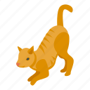 funny, playful, cat, isometric