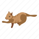 care, playful, cat, isometric