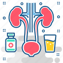 kidney, bladder, kidneys, organ, urin, urology