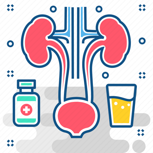 Kidney, bladder, kidneys, organ, urin, urology icon - Download on Iconfinder