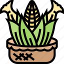 corn, food, ingredient, organic, harvest