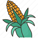 corn, food, vegetable, farm, harvest