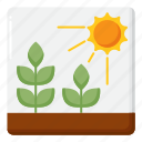 crops, plant, sun