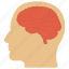 head and brain, human head, natural intelligence, nervous system, neurology 
