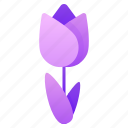 tulip, flower, flower bulb, tulip petals, dutch flower