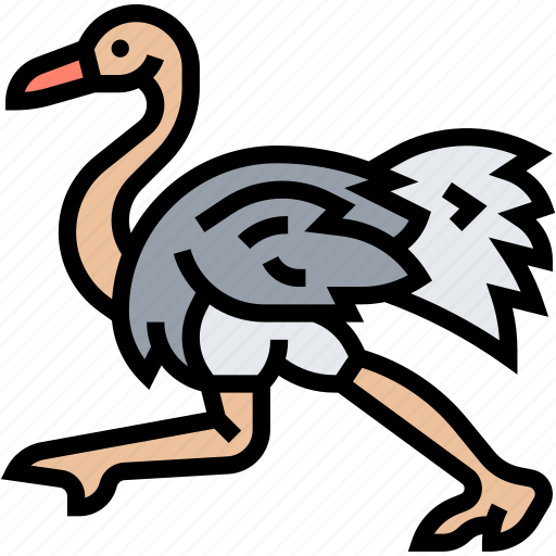 Ostrich, bird, flightless, wildlife, animal icon - Download on Iconfinder