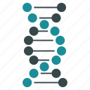 biology, genetics, science, dna structure, genetic engineering, genome chain, spiral molecule