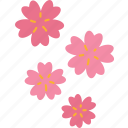 confetti, sakura, flower, blossom, spring