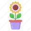 flowerpot, potted plant, indoor plant, decorative plant, sunflower plant 