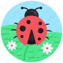 lady beetle, ladybug, coccinellidae, insect, bug