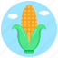 edible, maize, corn, organic food, healthy diet 