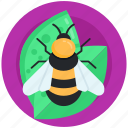 apis mellifera, bumblebee, honey bee, stinging insect, bee