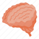 human, brain, isometric