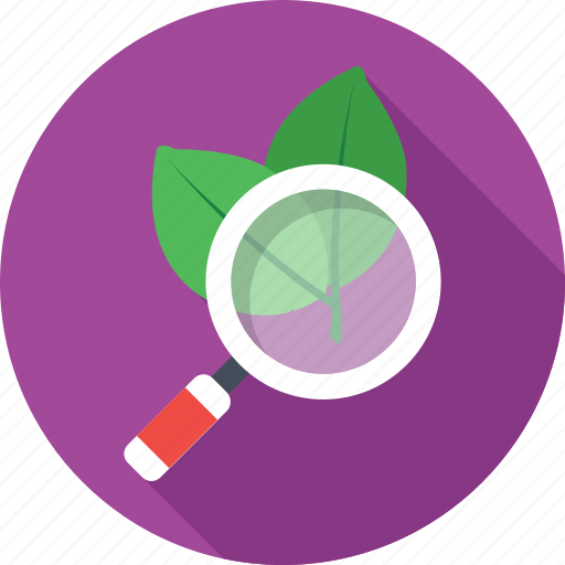 Botany, leaf, magnifier, organic seo, research icon - Download on Iconfinder